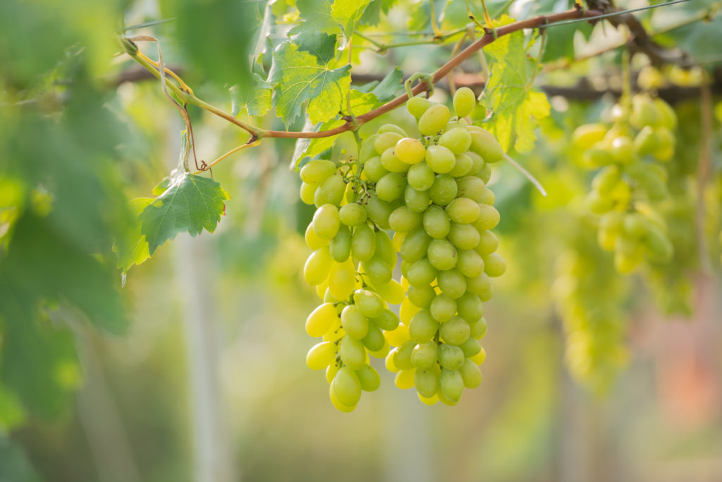 Obst im Gewächshaus weinrebe Grüne Trauben am Rebstock im Weinberg